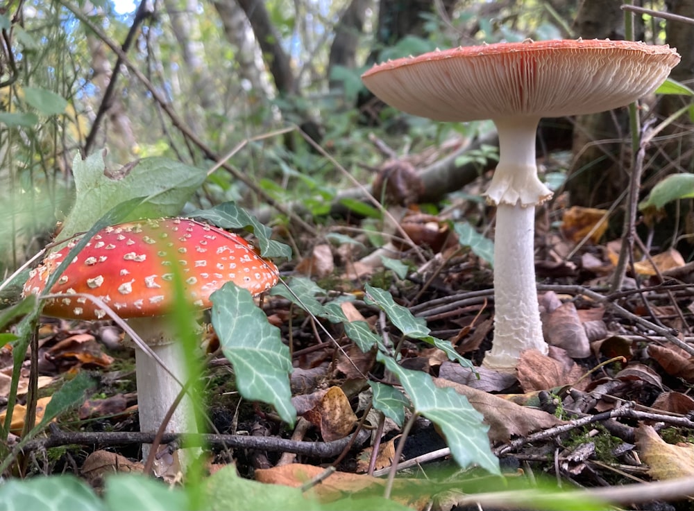 a couple of mushrooms that are on the ground