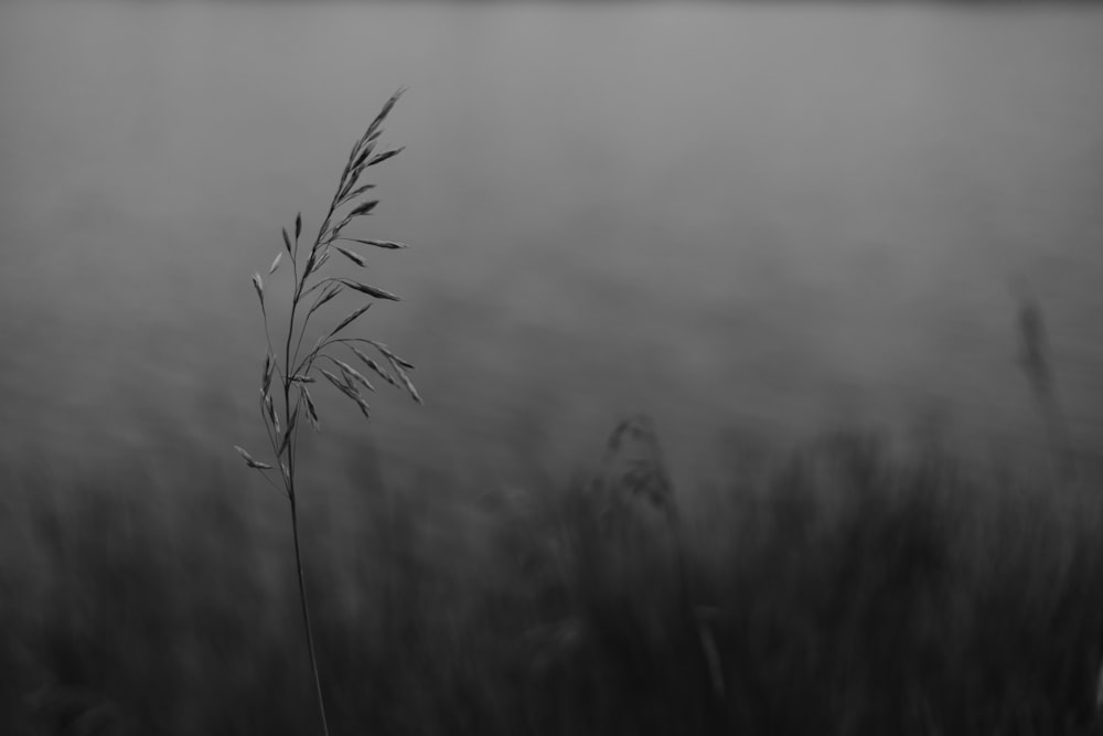 a black and white photo of a tall grass