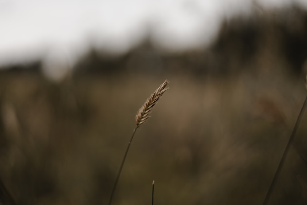 a close up of a plant with a blurry background