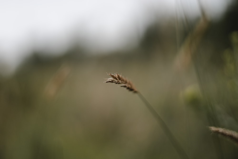 a close up of a plant in a field