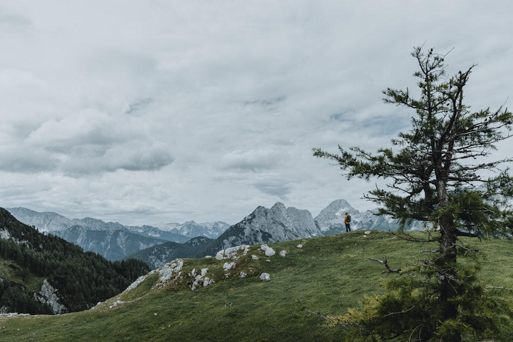 a lone tree on a grassy hill with mountains in the background