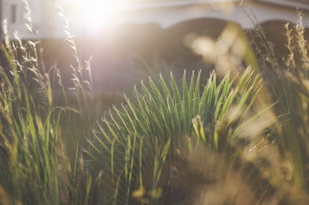 the sun shines through the grass in front of a house