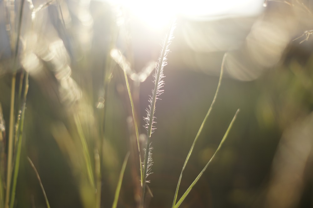 a close up of some grass with the sun shining in the background