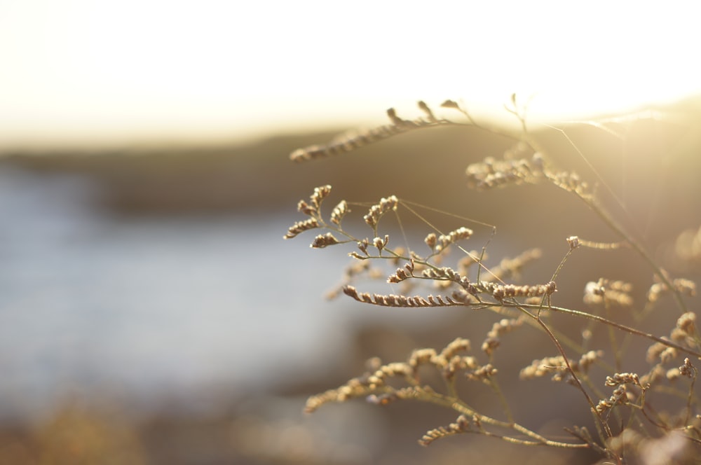 a close up of a plant with water in the background