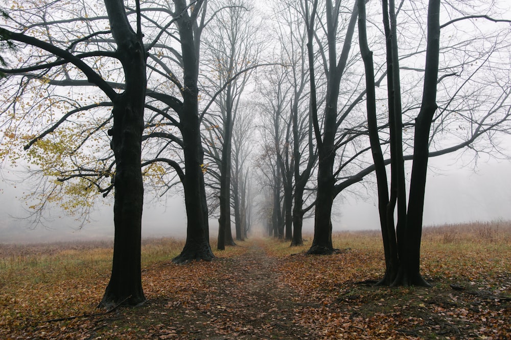 a path through a foggy forest with lots of trees