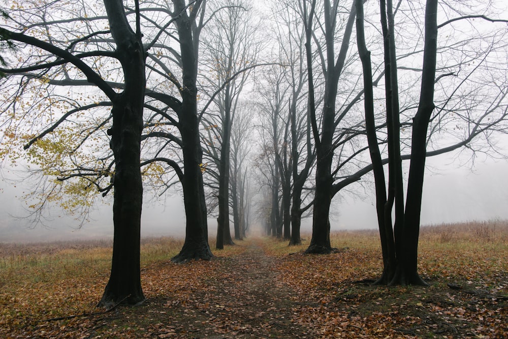 木々が生い茂る霧の森を抜ける小道
