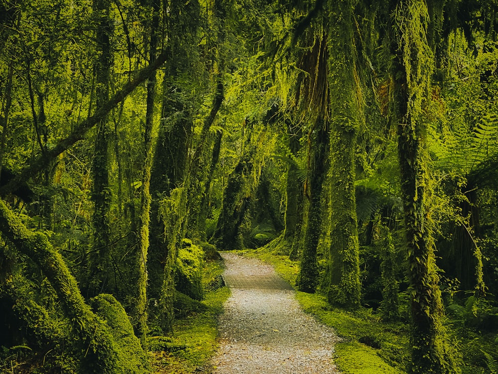 Una strada sterrata circondata da alberi verdi e rigogliosi