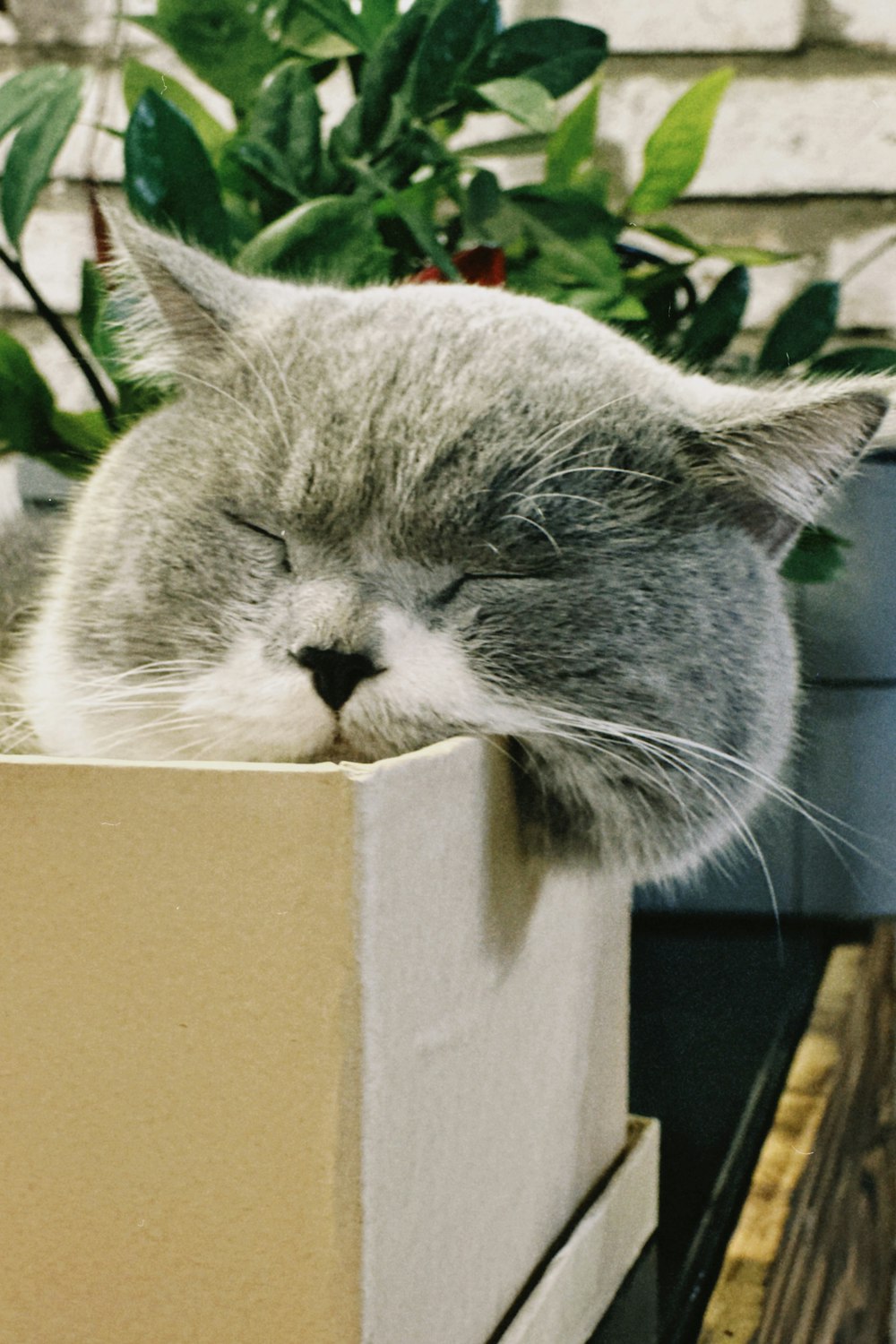 a gray cat sleeping in a box next to a plant