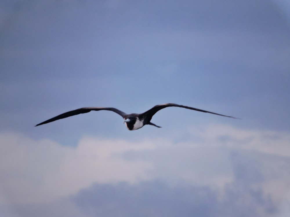 a large bird flying through a cloudy blue sky