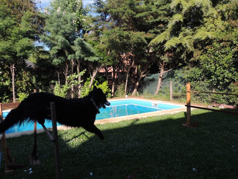 a dog jumping over a fence to catch a frisbee