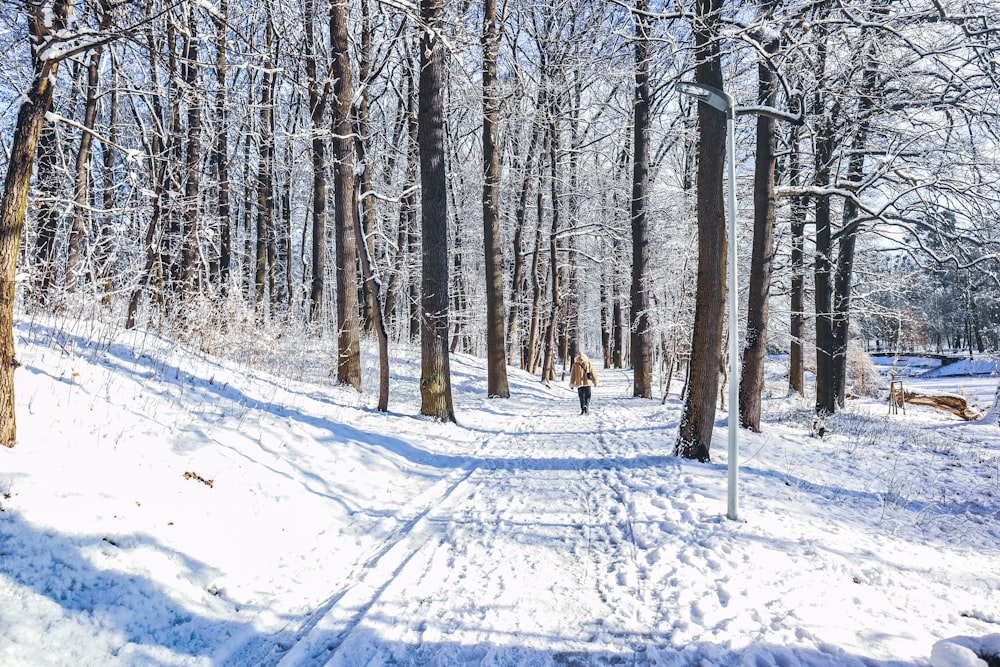 a path through a snowy forest with trees