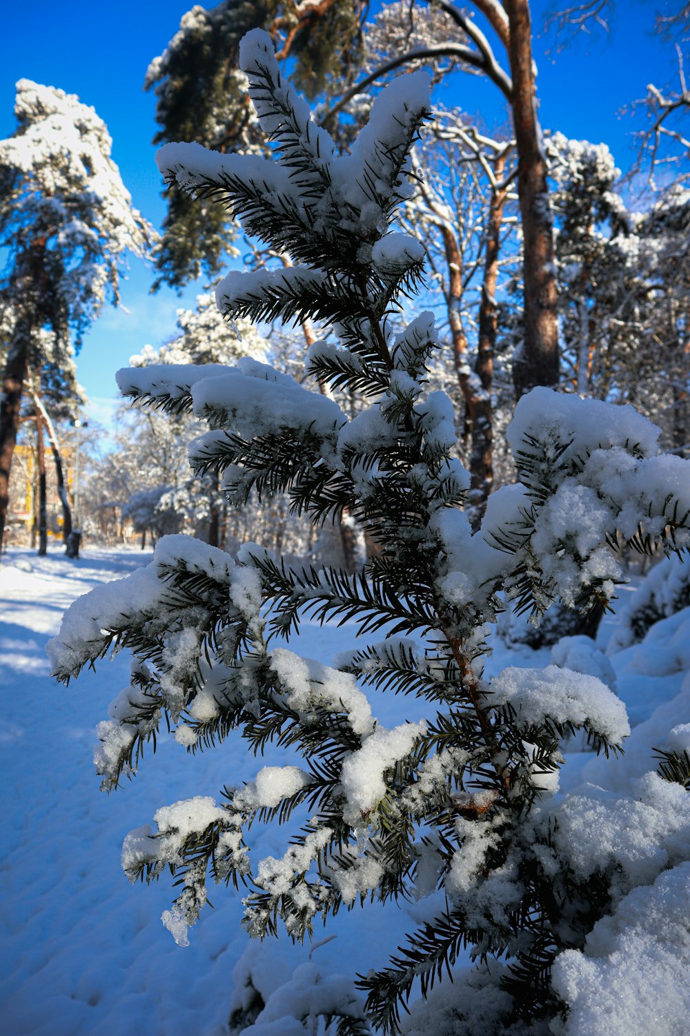 a pine tree covered in snow in a forest