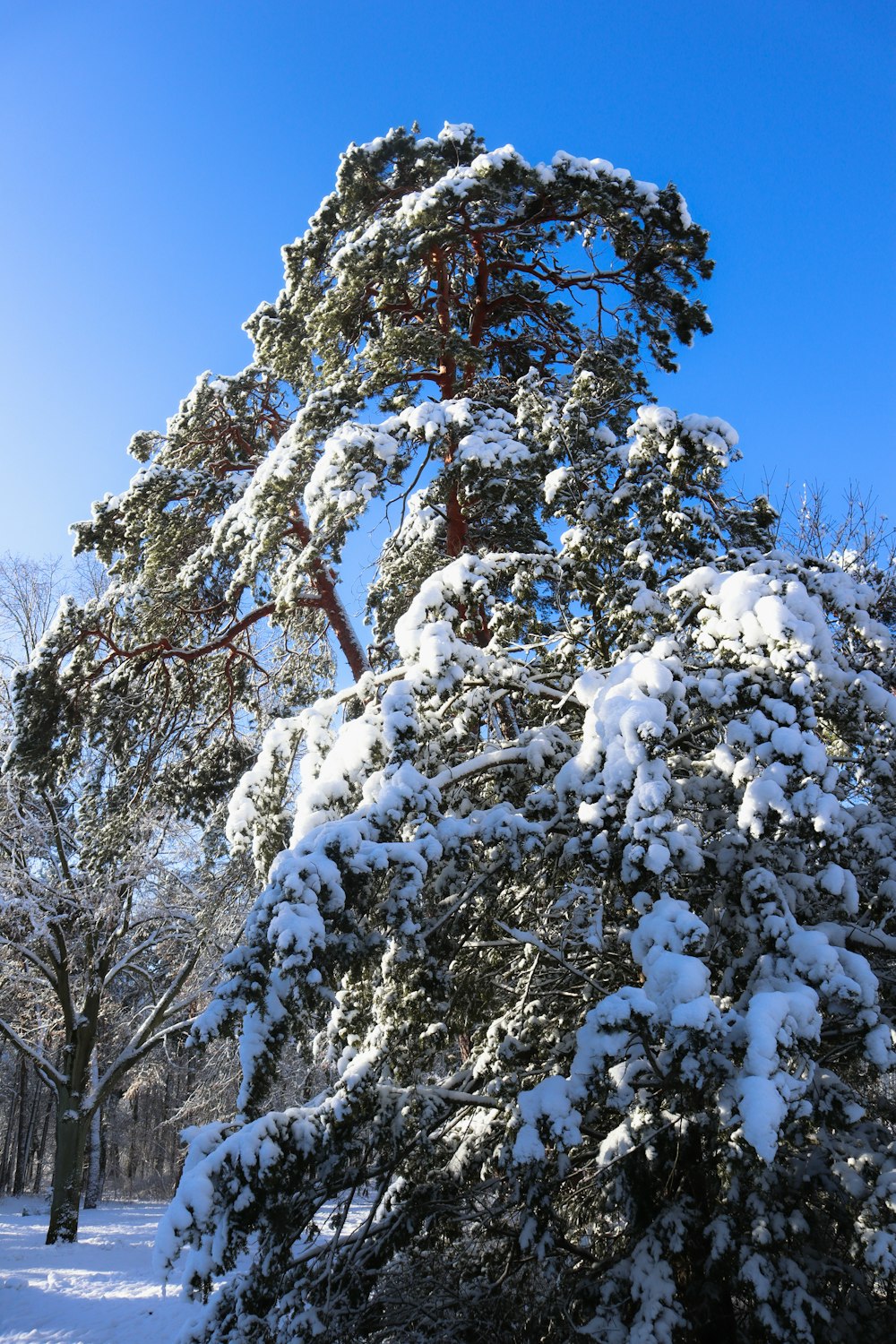 a snow covered pine tree in a park