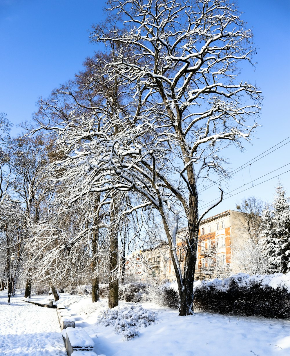 a tree covered in snow next to a building