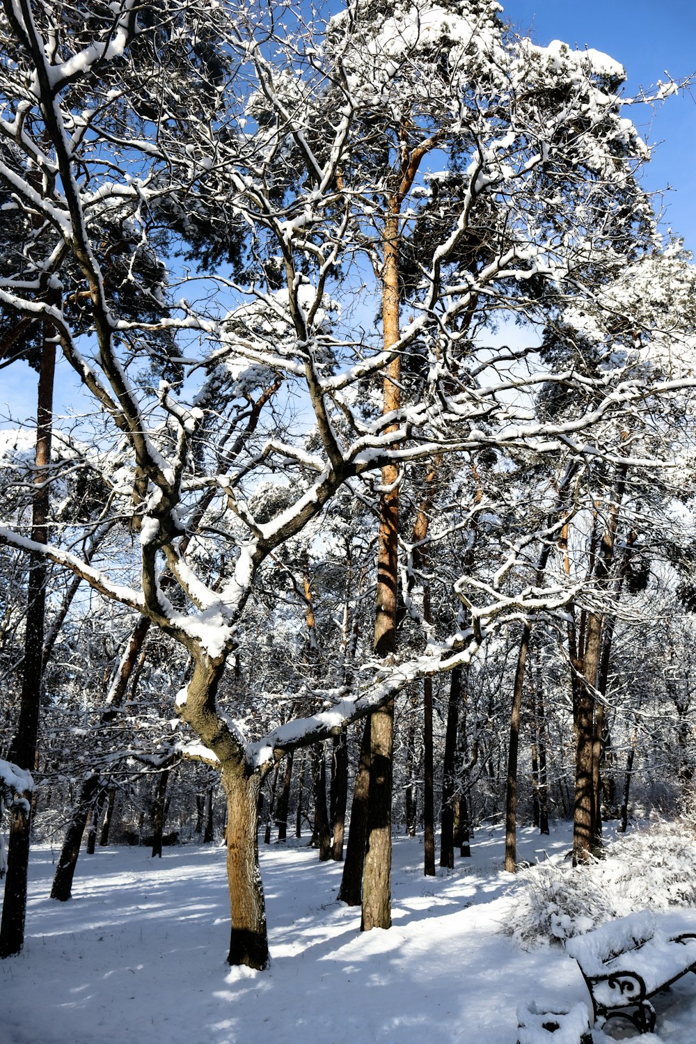 a snow covered forest with a bench in the foreground