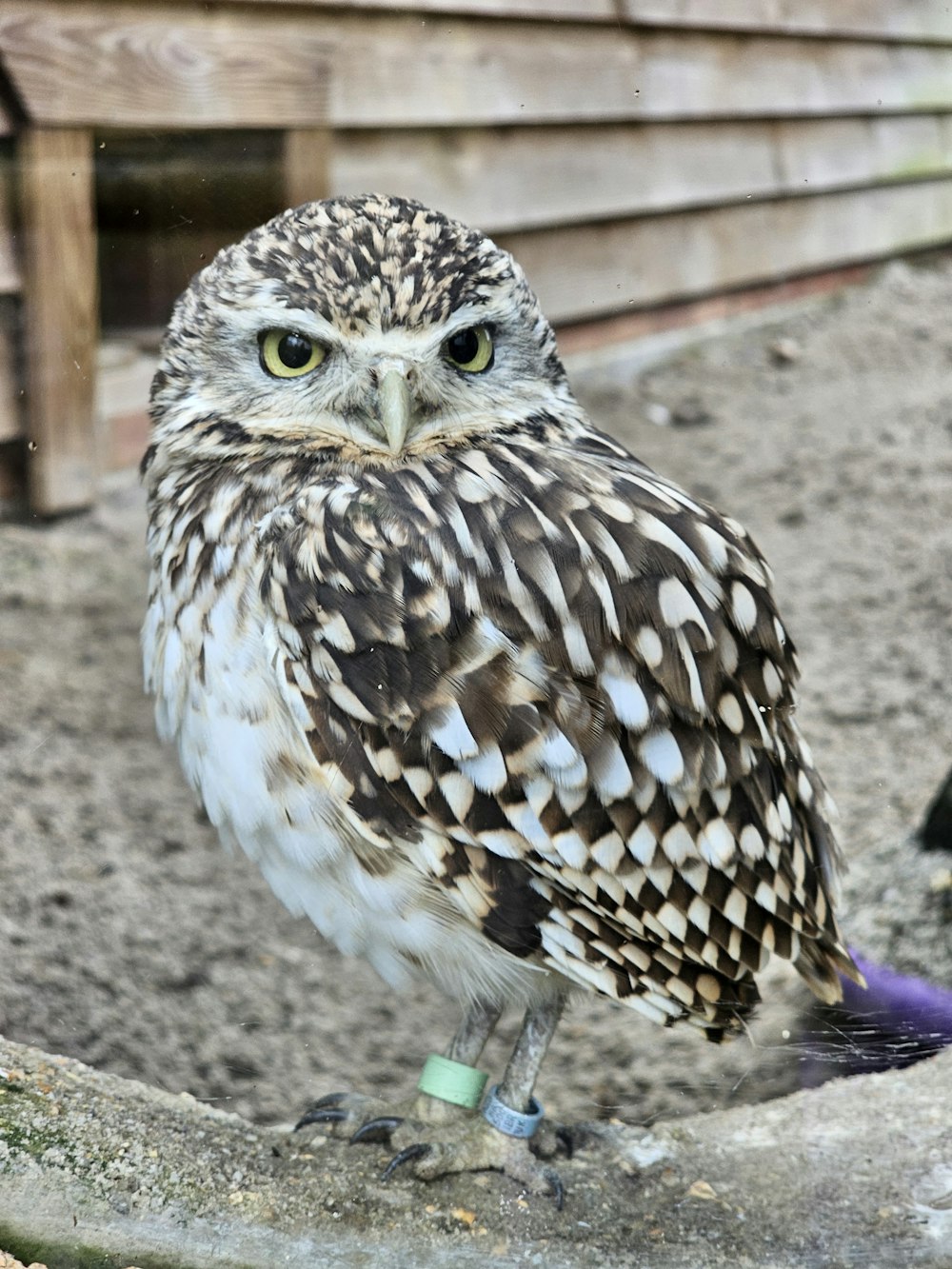 an owl is standing on a rock outside
