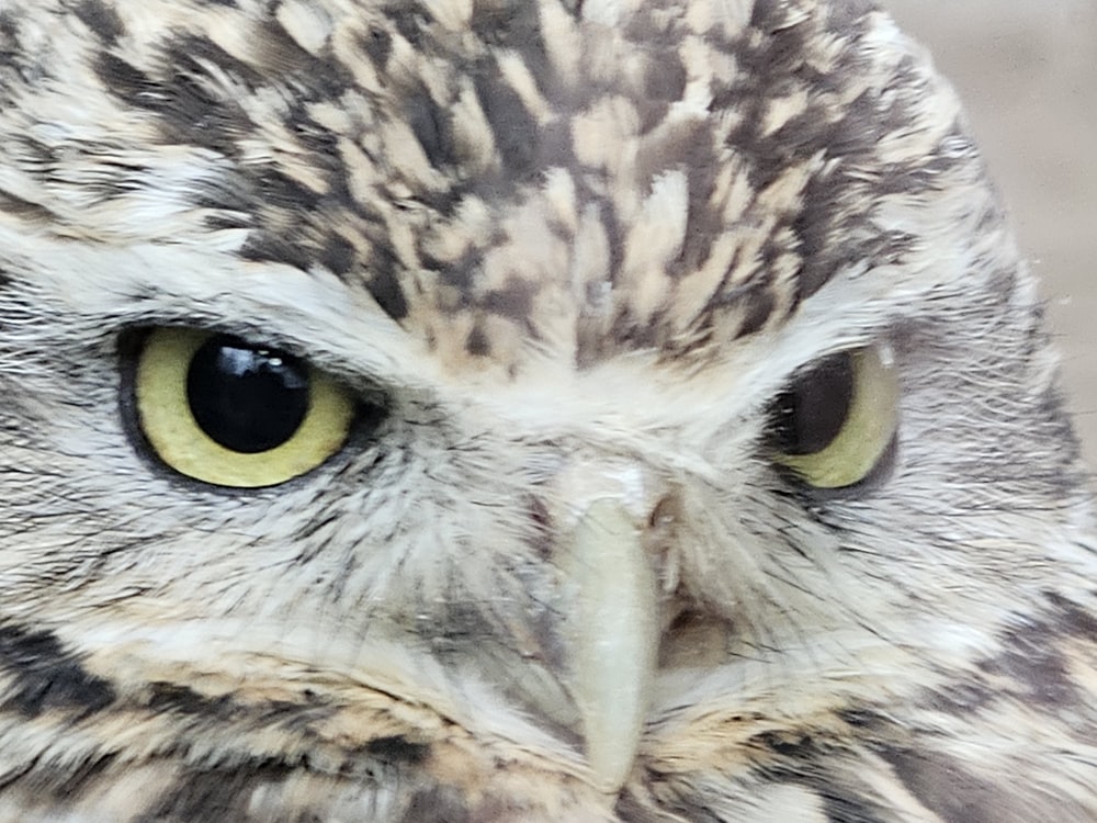 a close up of an owl with yellow eyes