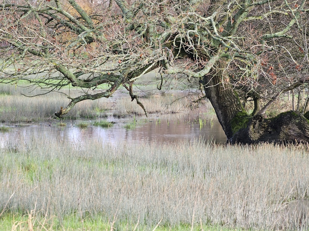 a cow standing under a tree next to a body of water