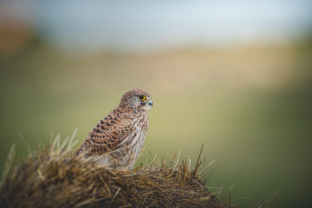 a small bird sitting on top of a pile of hay