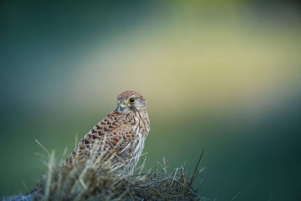 a small bird sitting on top of a grass covered field