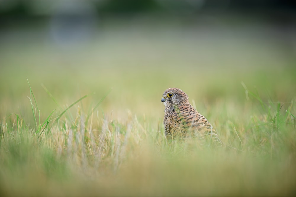 a bird that is standing in the grass