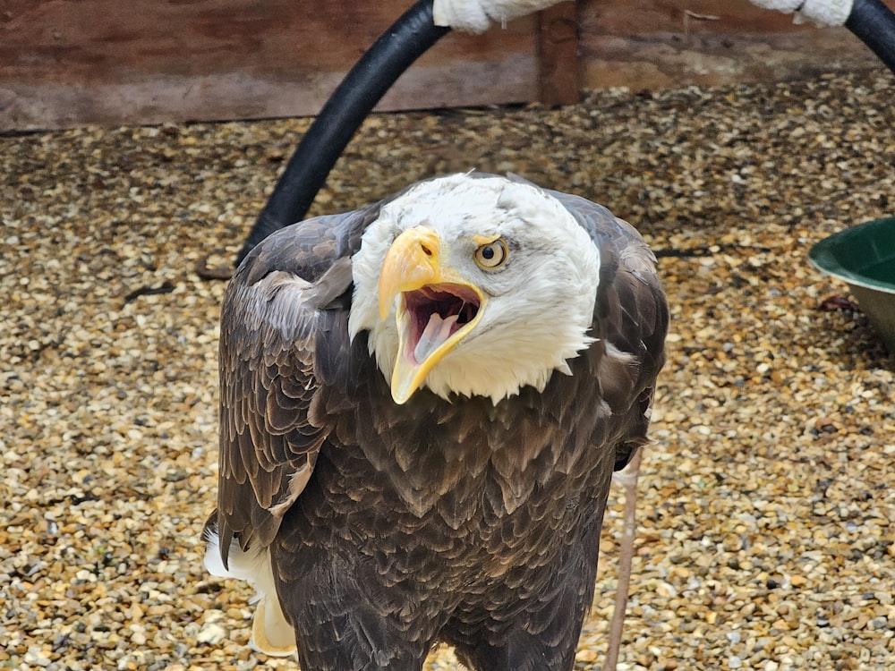 a bald eagle standing on top of a rock covered ground