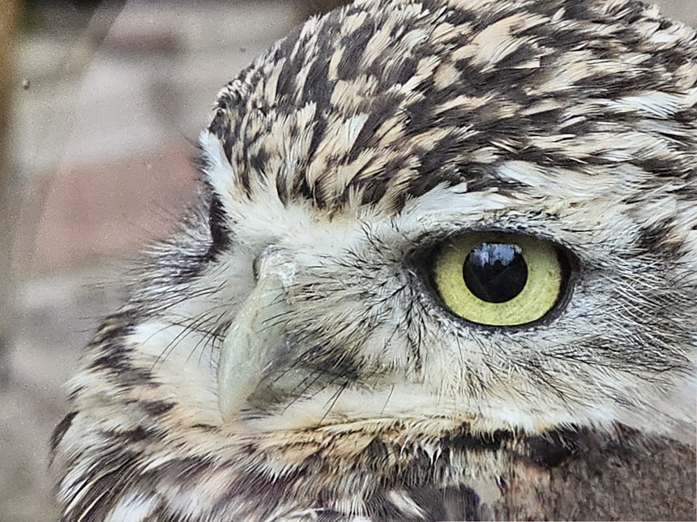 a close up of an owl with yellow eyes