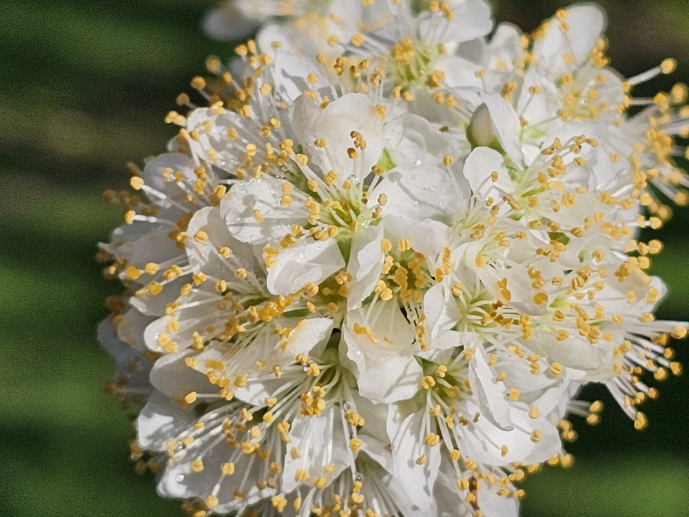 a close up of a white and yellow flower