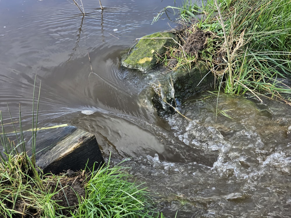 a small stream of water running through a lush green field