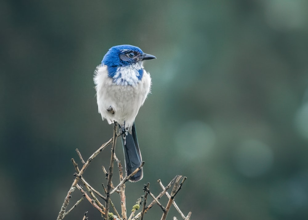 a blue and white bird sitting on top of a tree branch