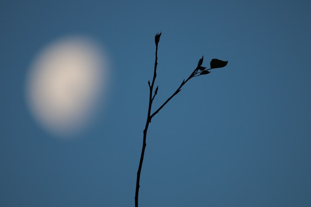 a bird sitting on top of a tree branch