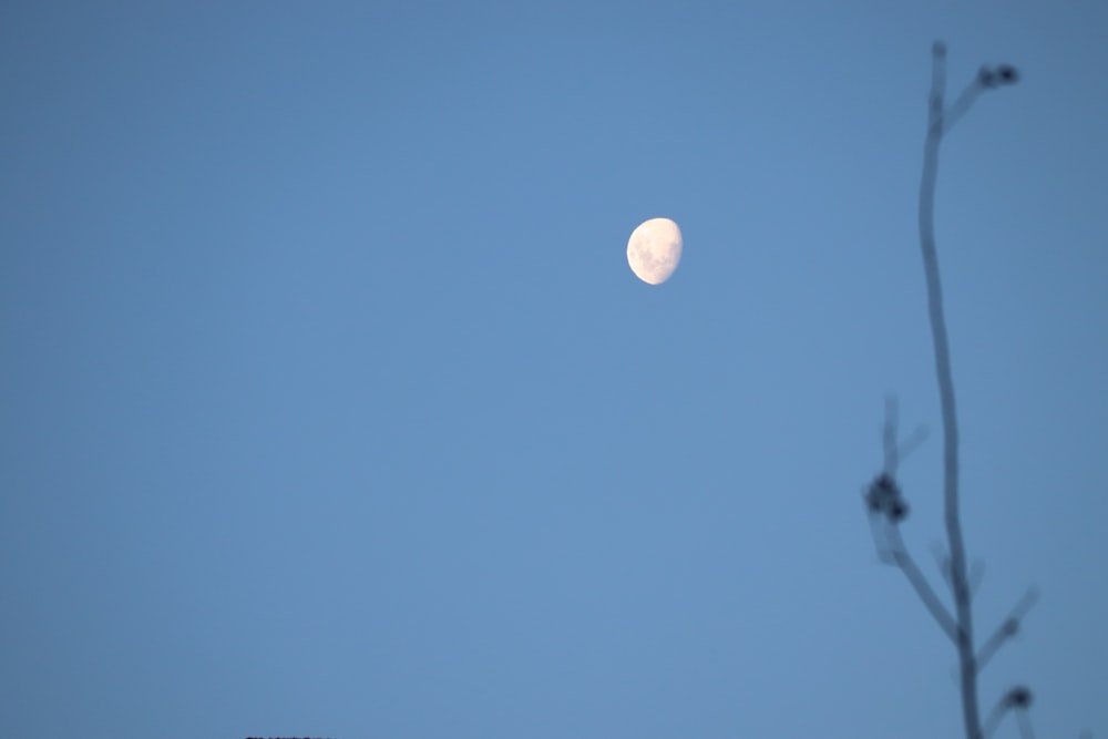 a full moon is seen through the branches of a tree