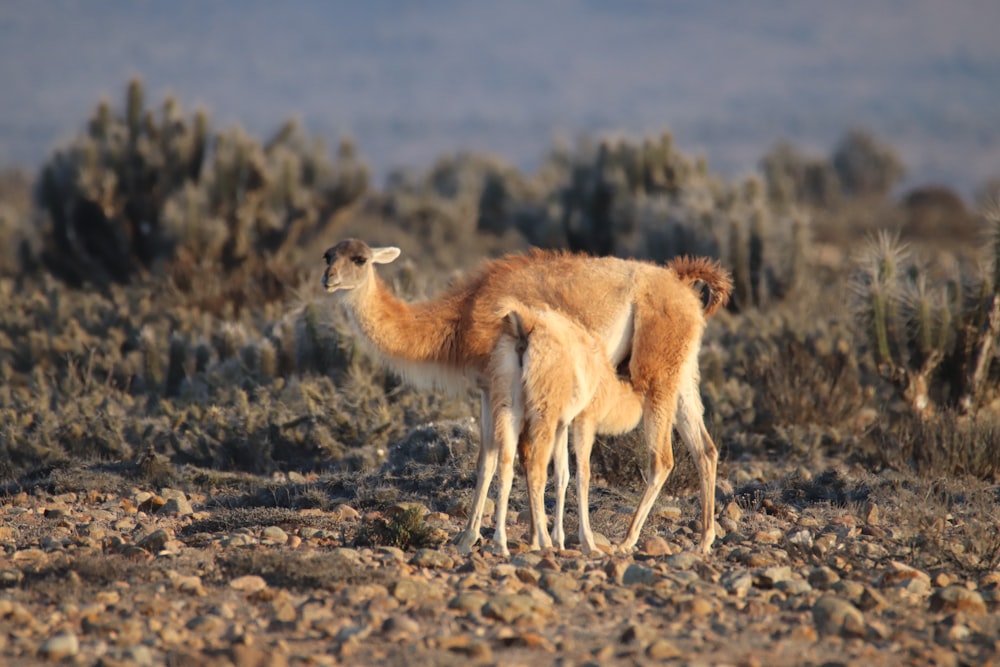 a couple of animals that are standing in the dirt