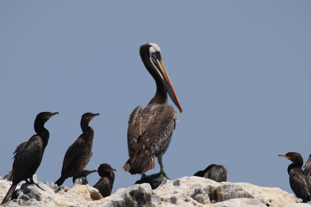 a flock of birds sitting on top of a pile of rocks