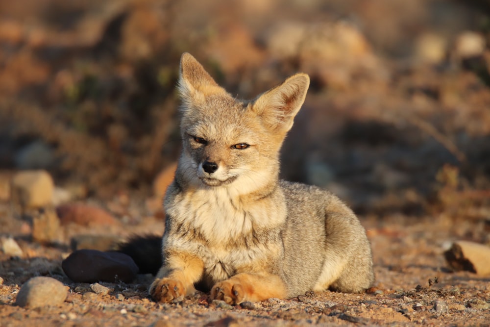 a small fox sitting on top of a dirt field