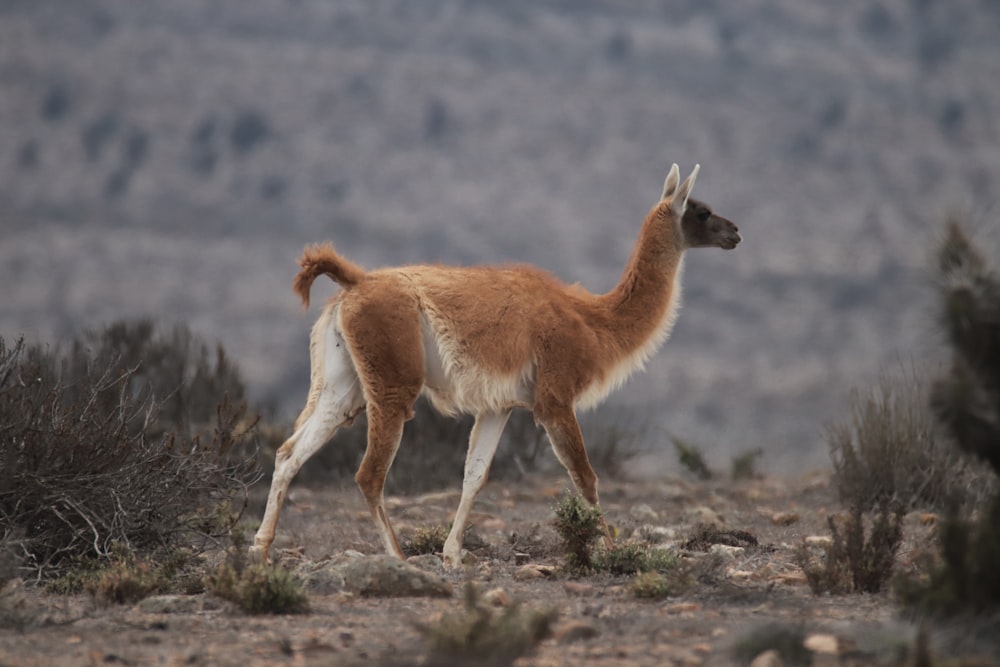 a llama walking in the desert with mountains in the background