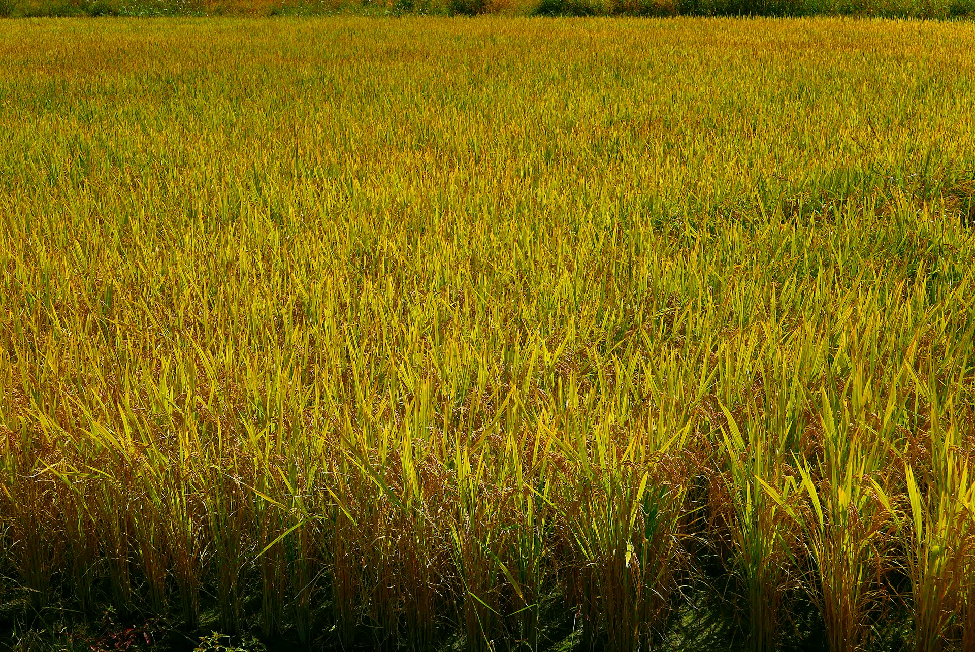 a field of tall grass with trees in the background