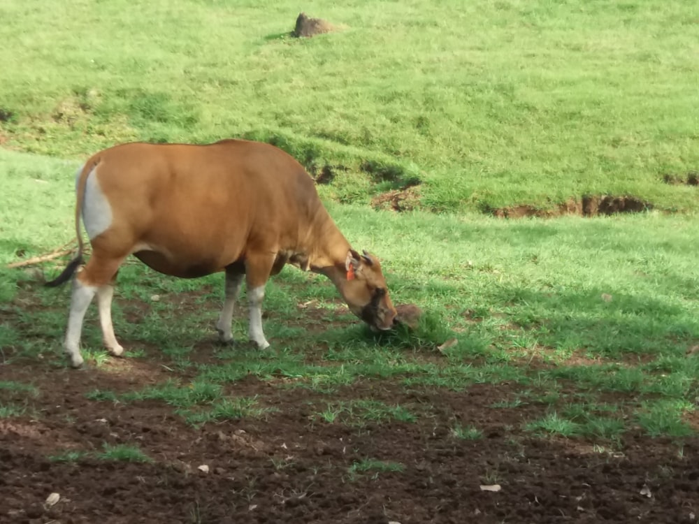una mucca che pascola sull'erba in un campo