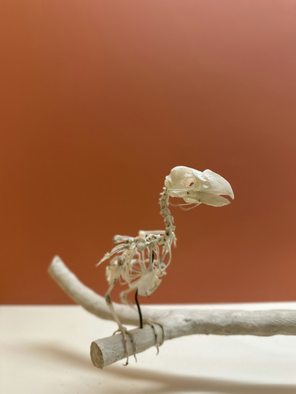 Ein Skelett sitzt auf einem weißen Tisch