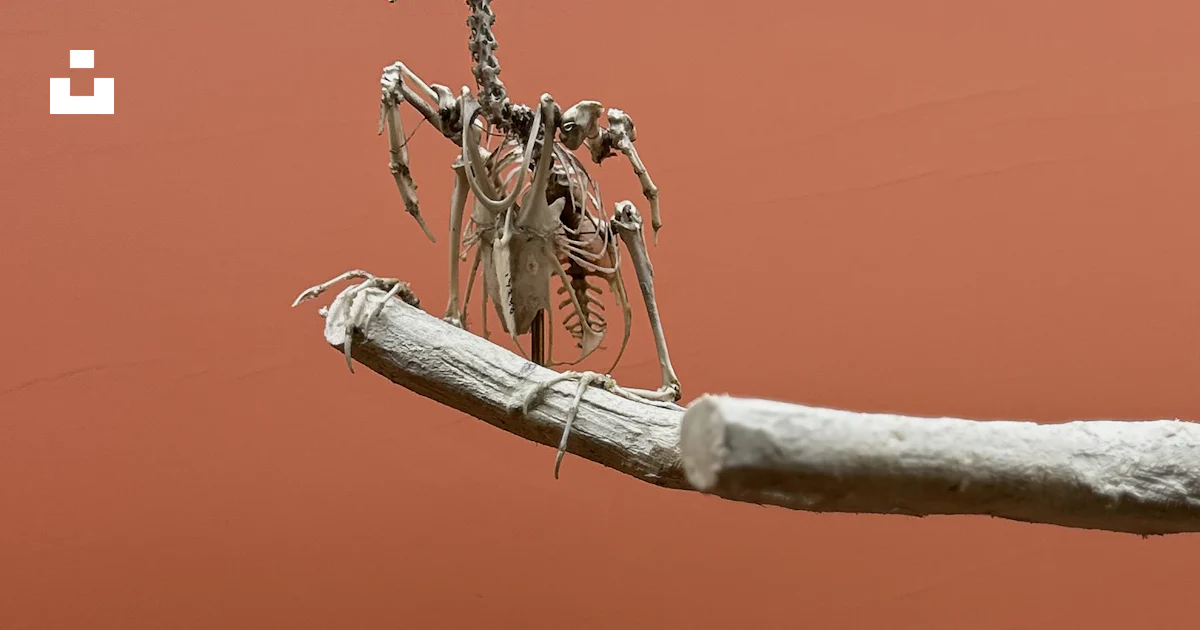 A skeleton sitting on top of a tree branch photo – Free Skeleton Image ...