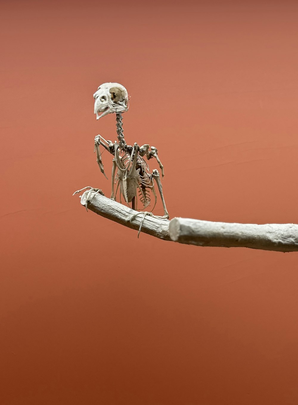 un squelette assis au sommet d’une branche d’arbre