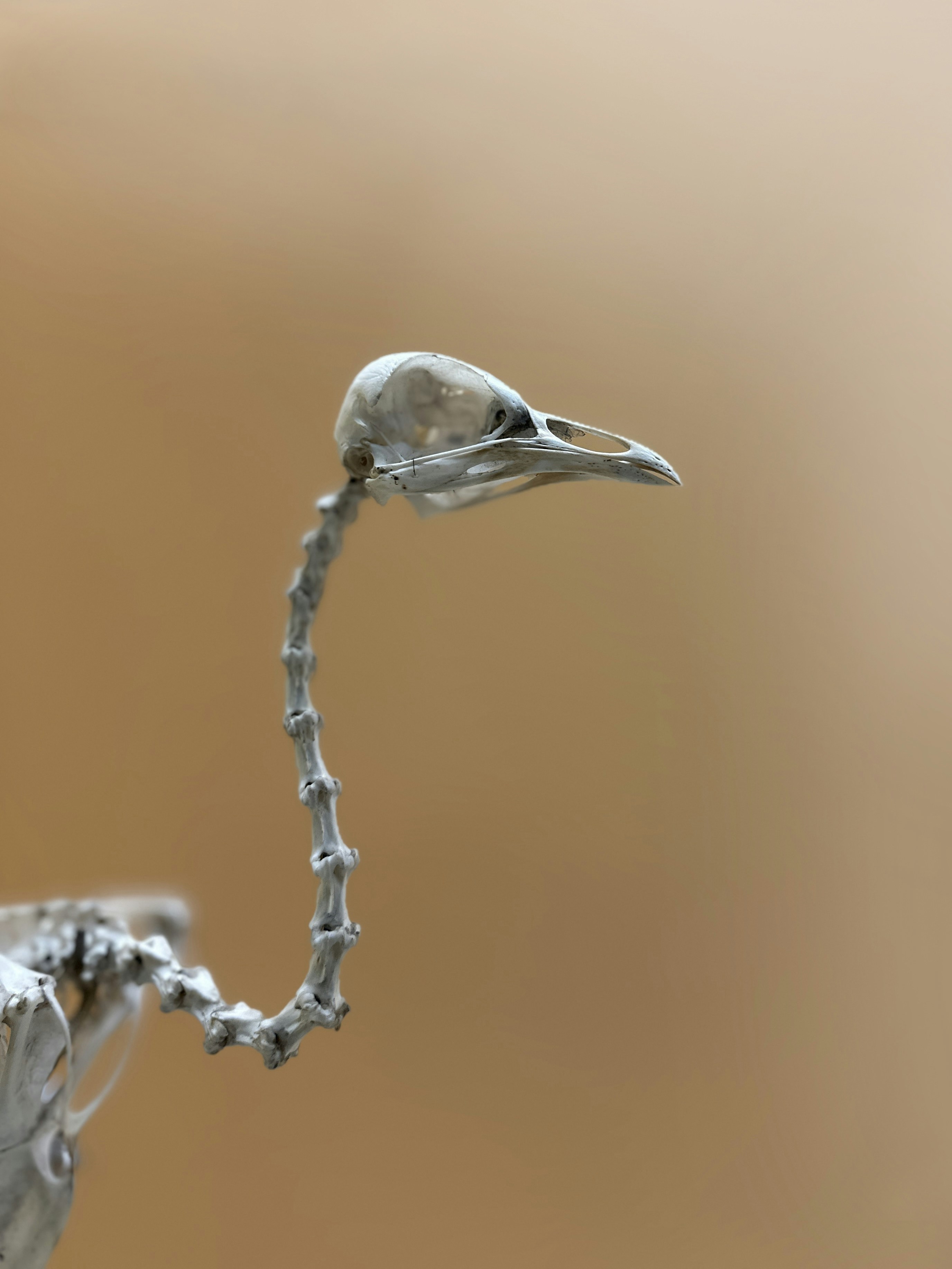 Nahaufnahme eines Vogels auf einem Ast
