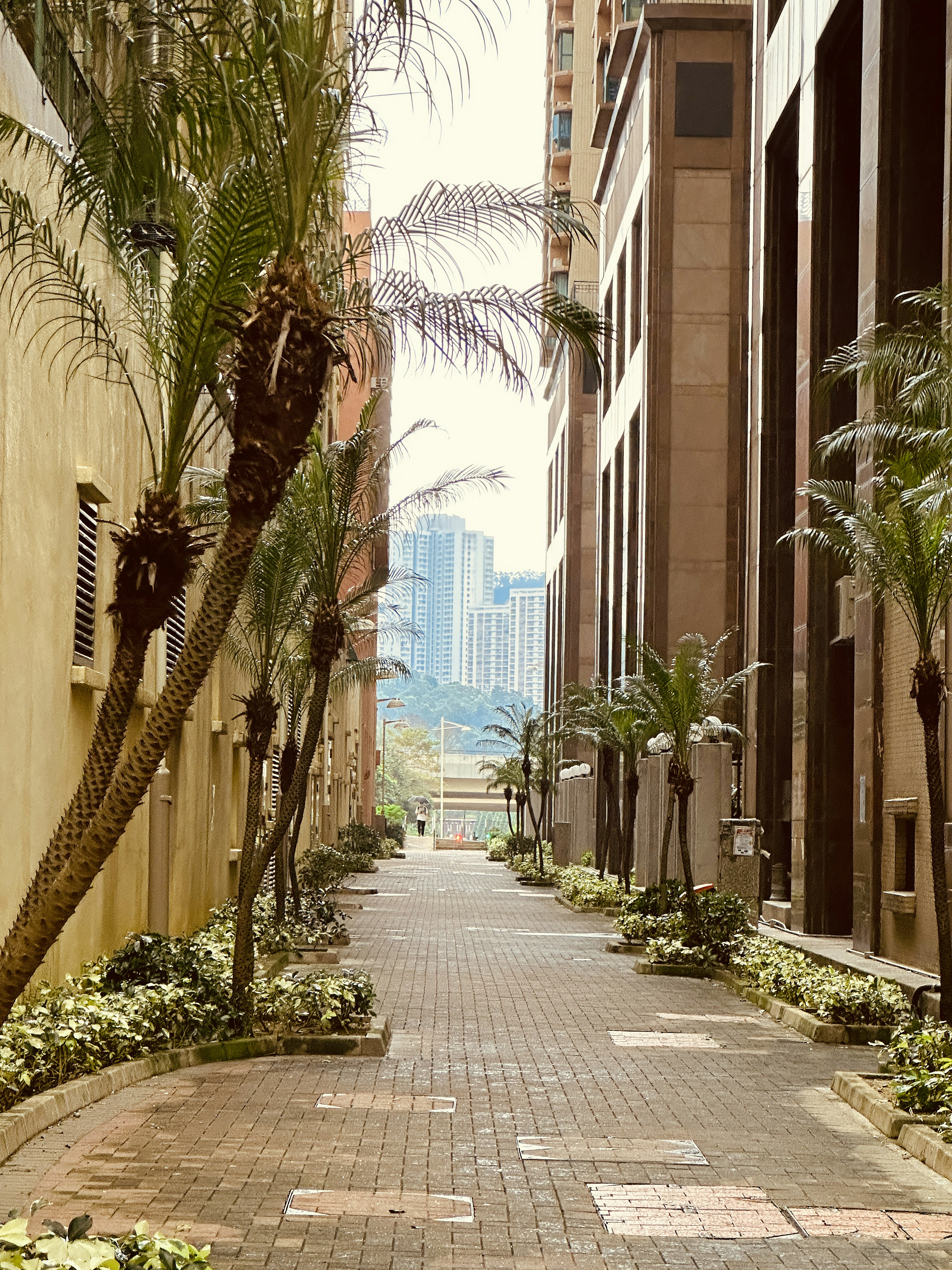 a brick walkway between two buildings with palm trees