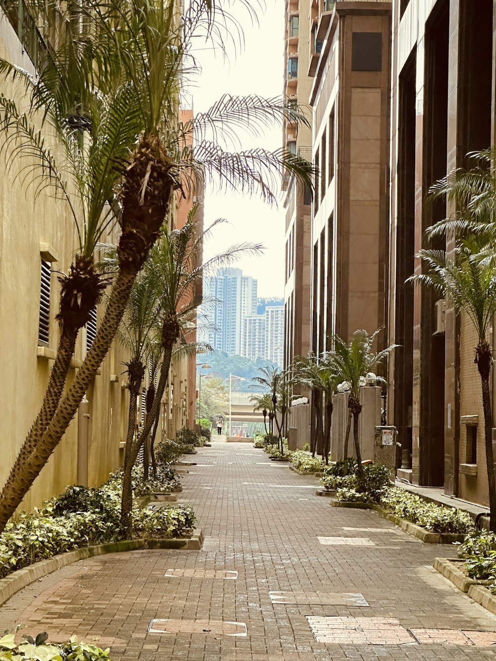 a brick walkway between two buildings with palm trees