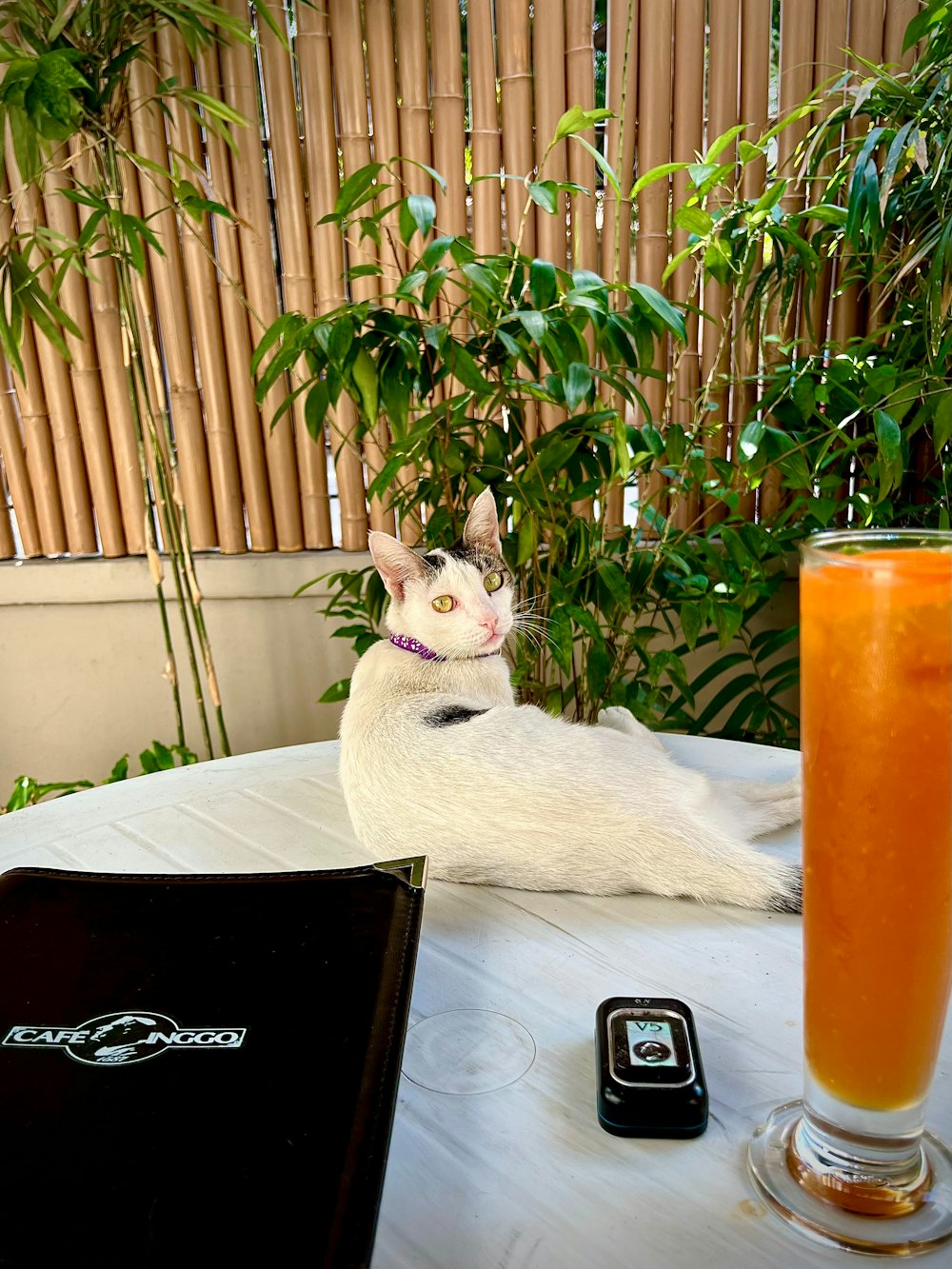 a cat sitting on top of a table next to a drink