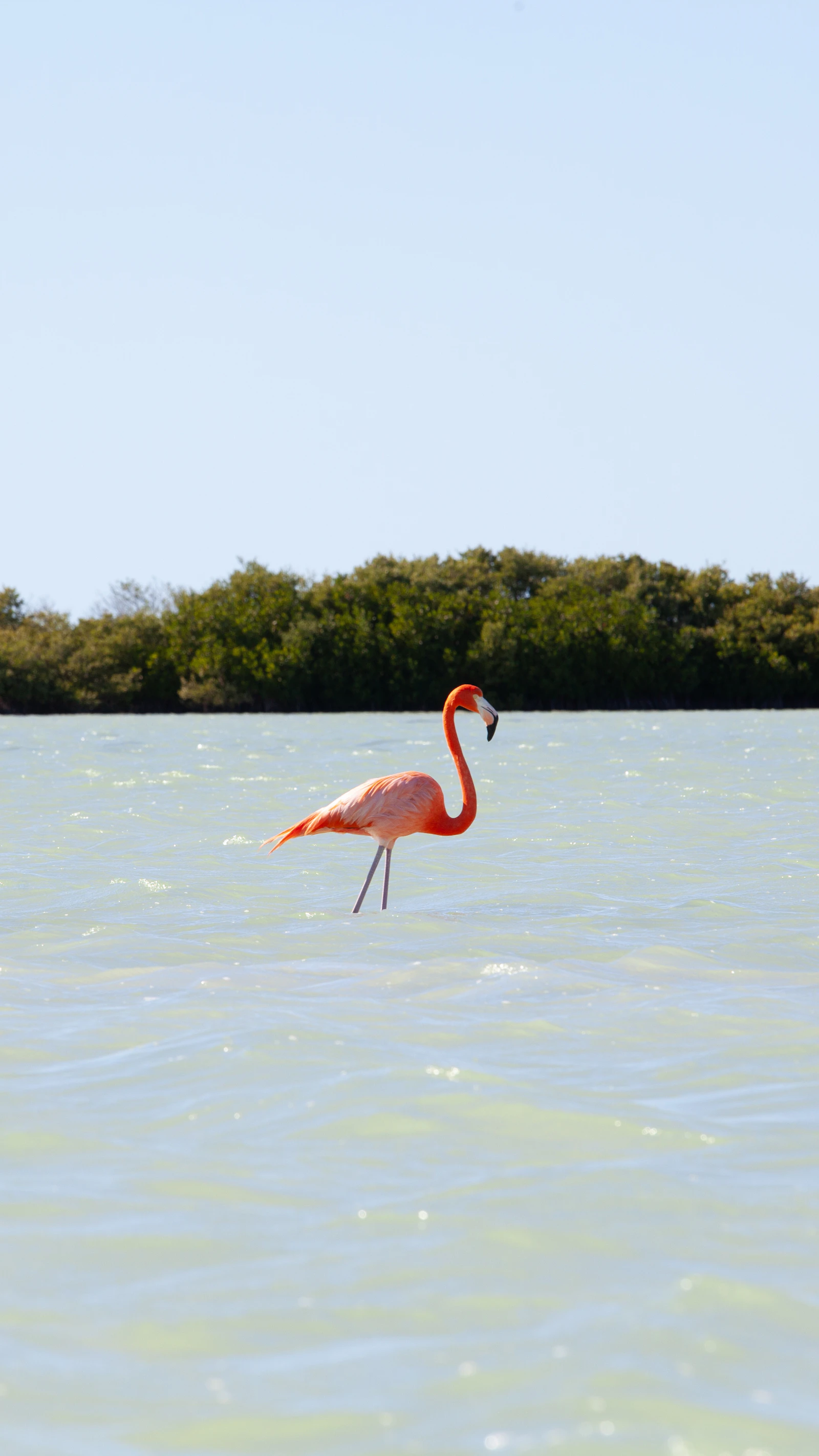 A flamingo standing in shallow water near Río Lagartos
