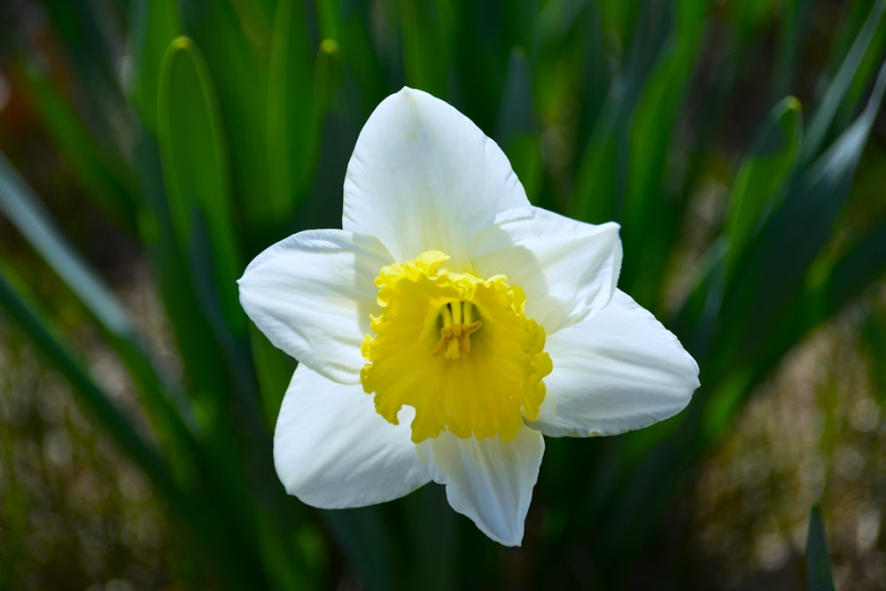 Eine Nahaufnahme einer weißen und gelben Blume