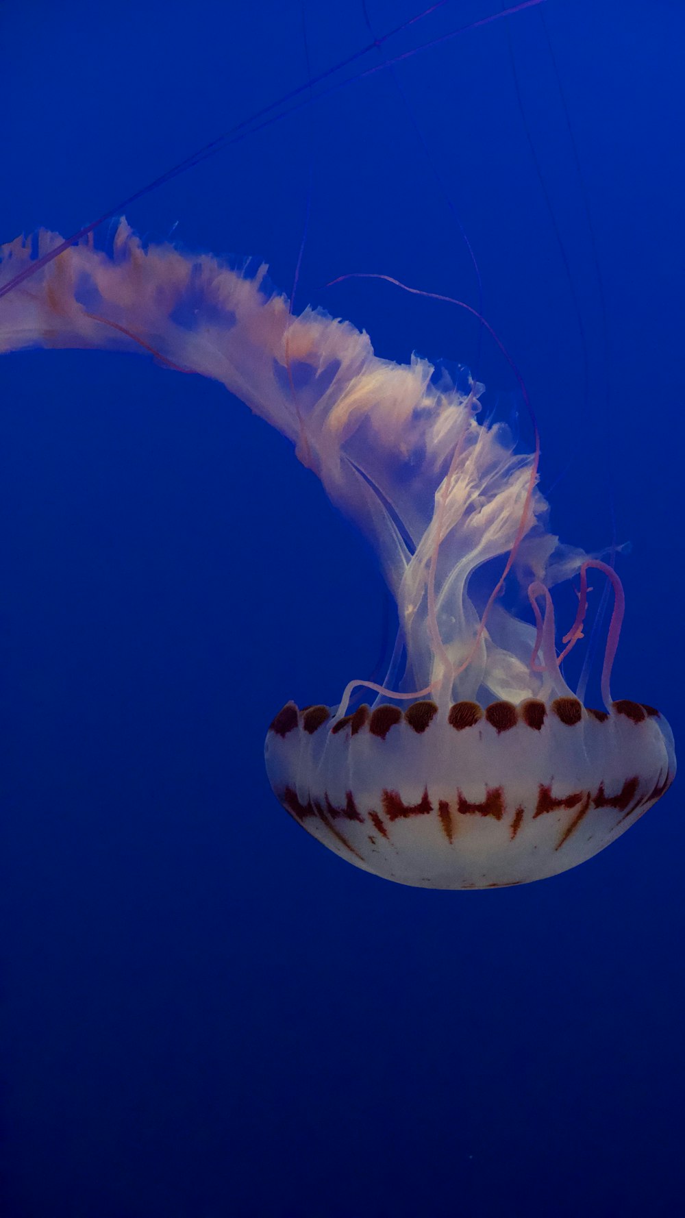 a white jellyfish floating in the blue water