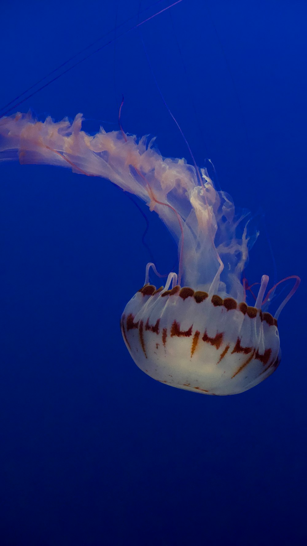 a jellyfish swimming in the blue water