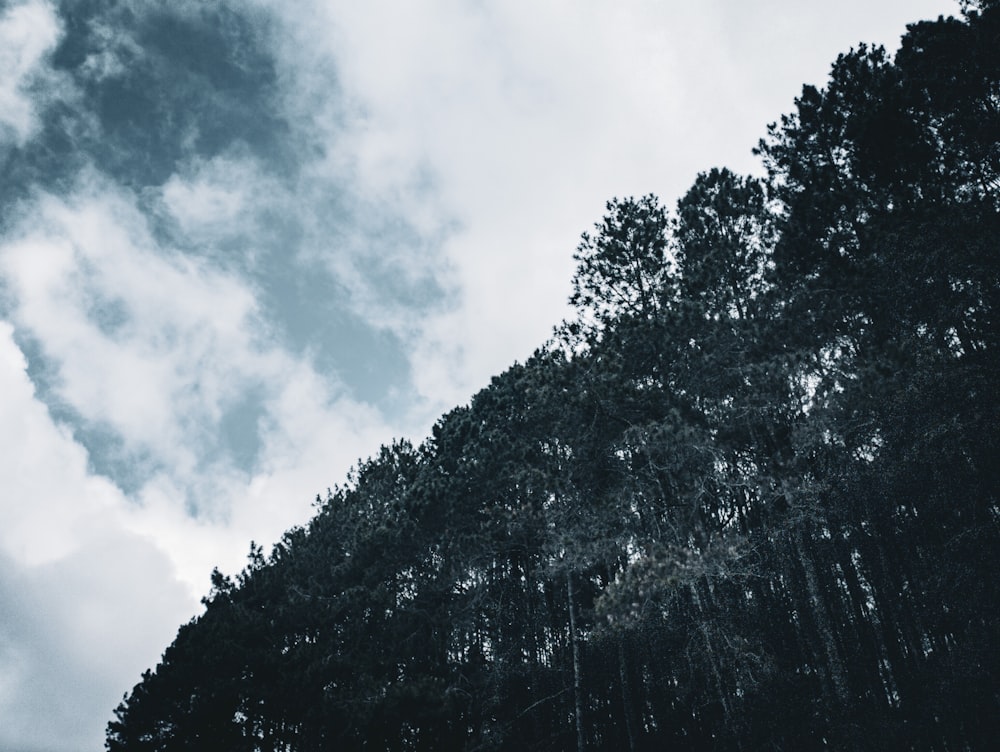 a large group of trees under a cloudy sky